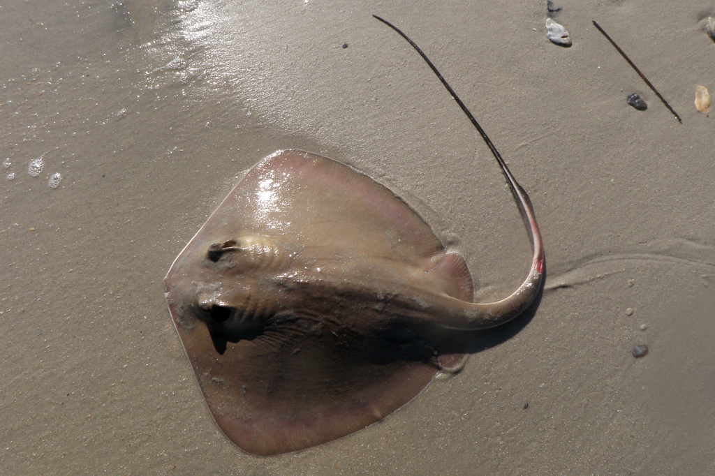 Bluntnose Stingray