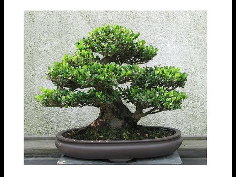 Bonsai