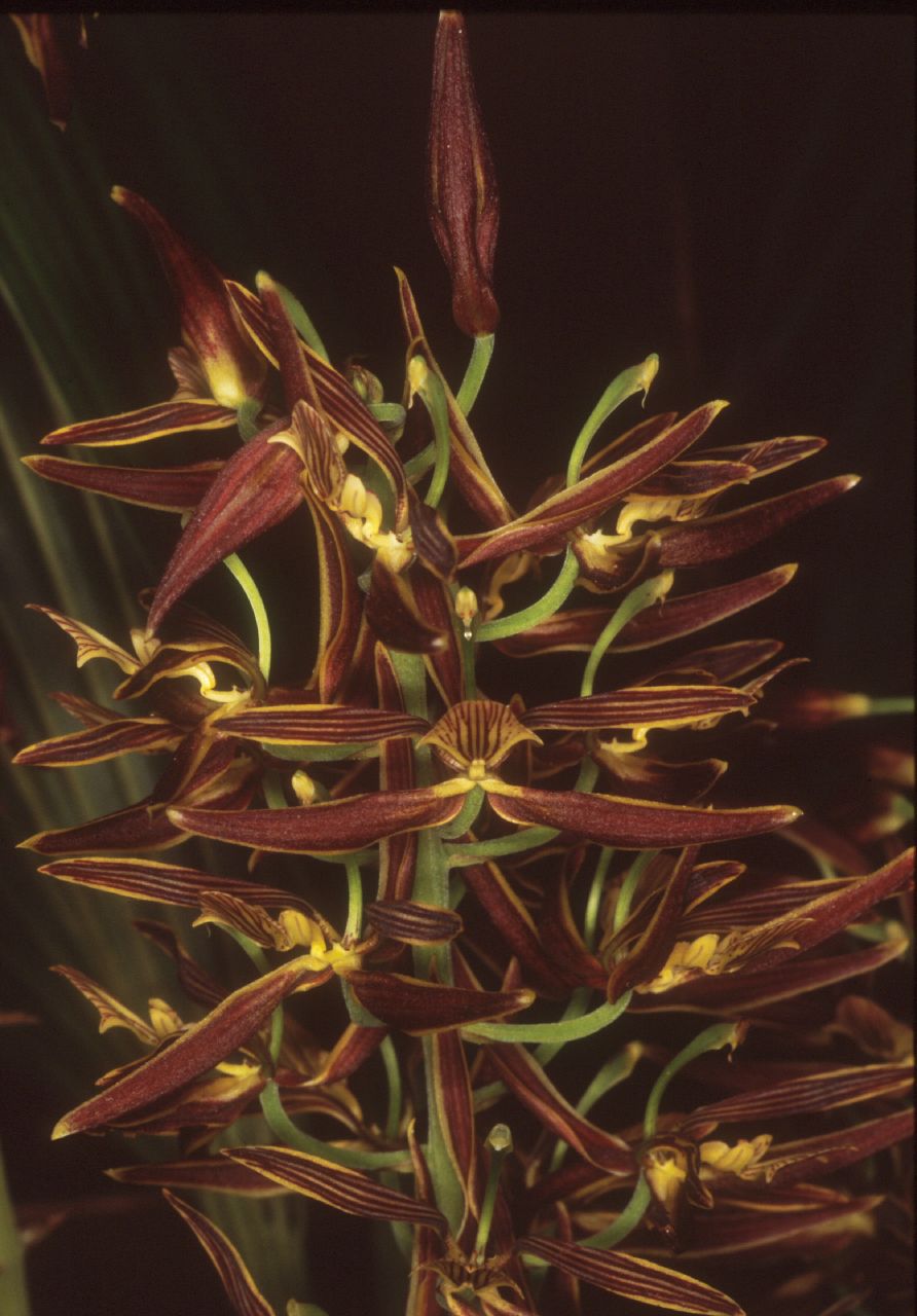 Braemia Vittata