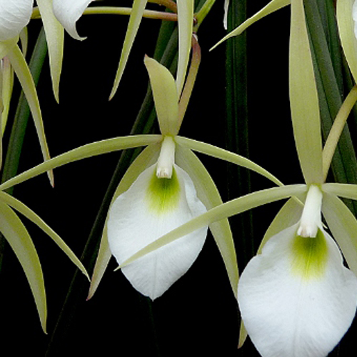 Brassavola Tuberculata