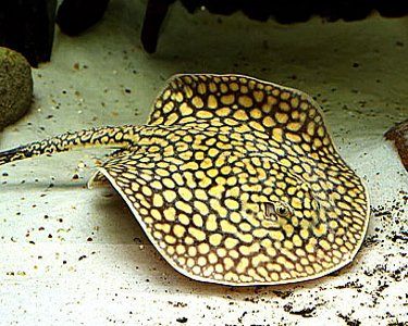 Brazilian Large-eyed Stingray