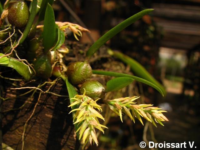 Bulbophyllum Pandanetorum