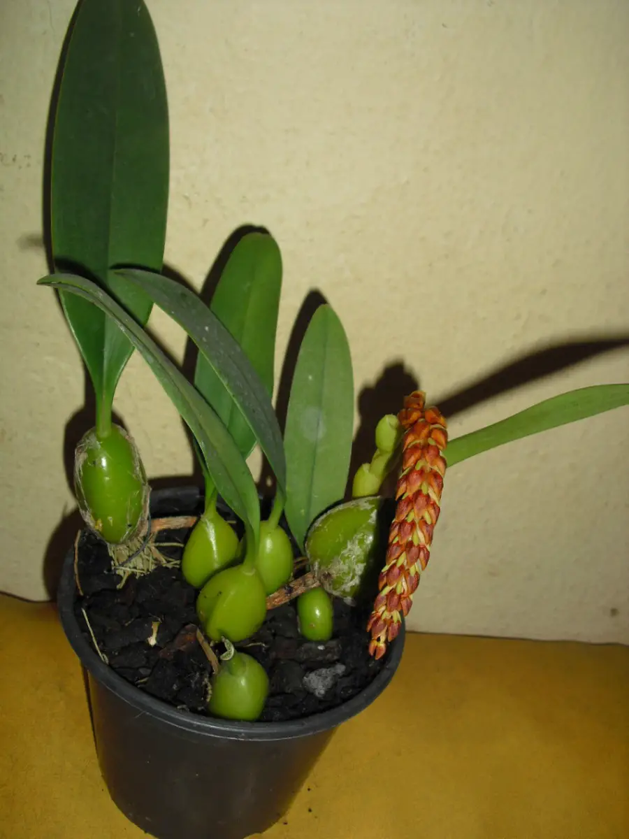 Tipos de Bulbos de Orquídeas e o que são os Bulbos nessa Planta | Mundo  Ecologia