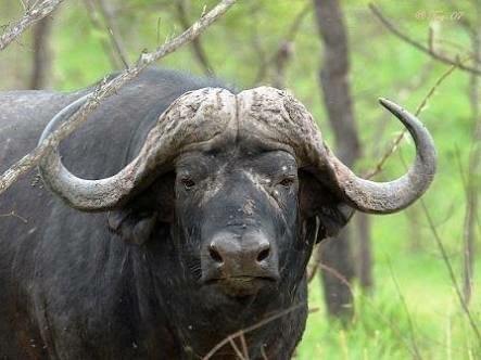 Búfalo Africano