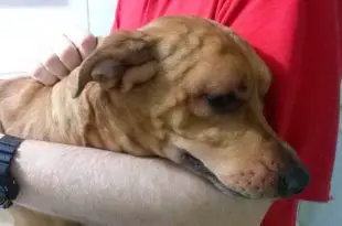 Cachorro Assustado Após Ataque de uma Lacraia