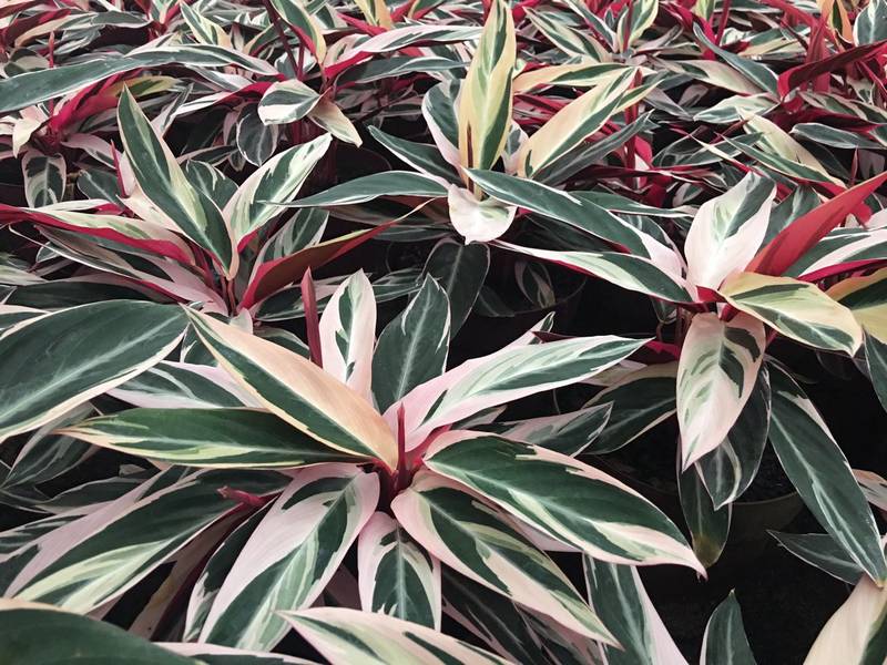 Calateias