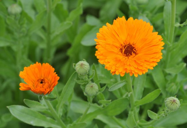 Calendula Officinalis