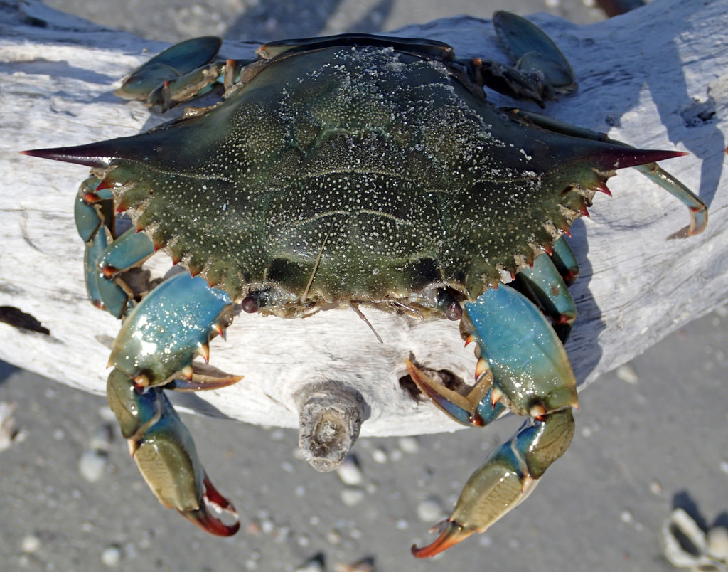 Callinectes Sapidus