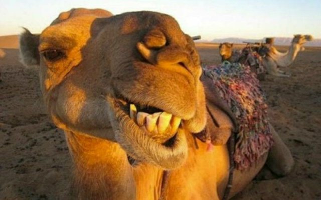 Animais Que Vivem Com Pouca Água