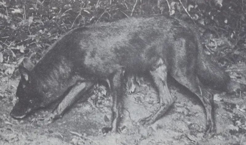 Canis Rufus Gregoryi (Goldman, 1937) – Lobo Vermelho do Mississipi
