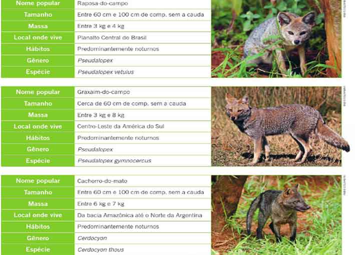 Características Físicas de Três Tipos Diferentes de Raposas 