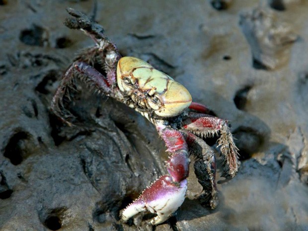Caranguejo Uçá Andando no Barro de Areia 