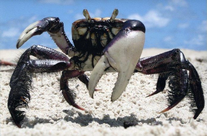Por Que o Caranguejo Tem Uma Pata Maior Que a Outra? | Mundo Ecologia
