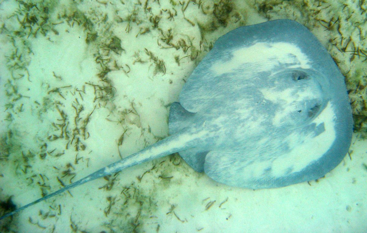 Caribbean Whiptail Stingray