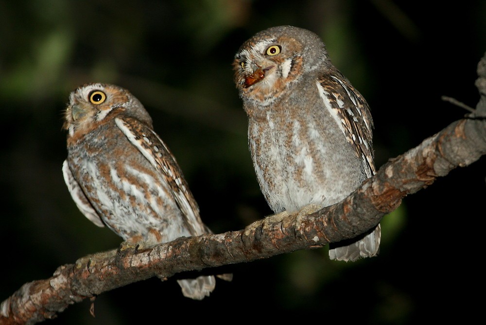 Casal de Micrathene Whitneyi em Cima da Árvore