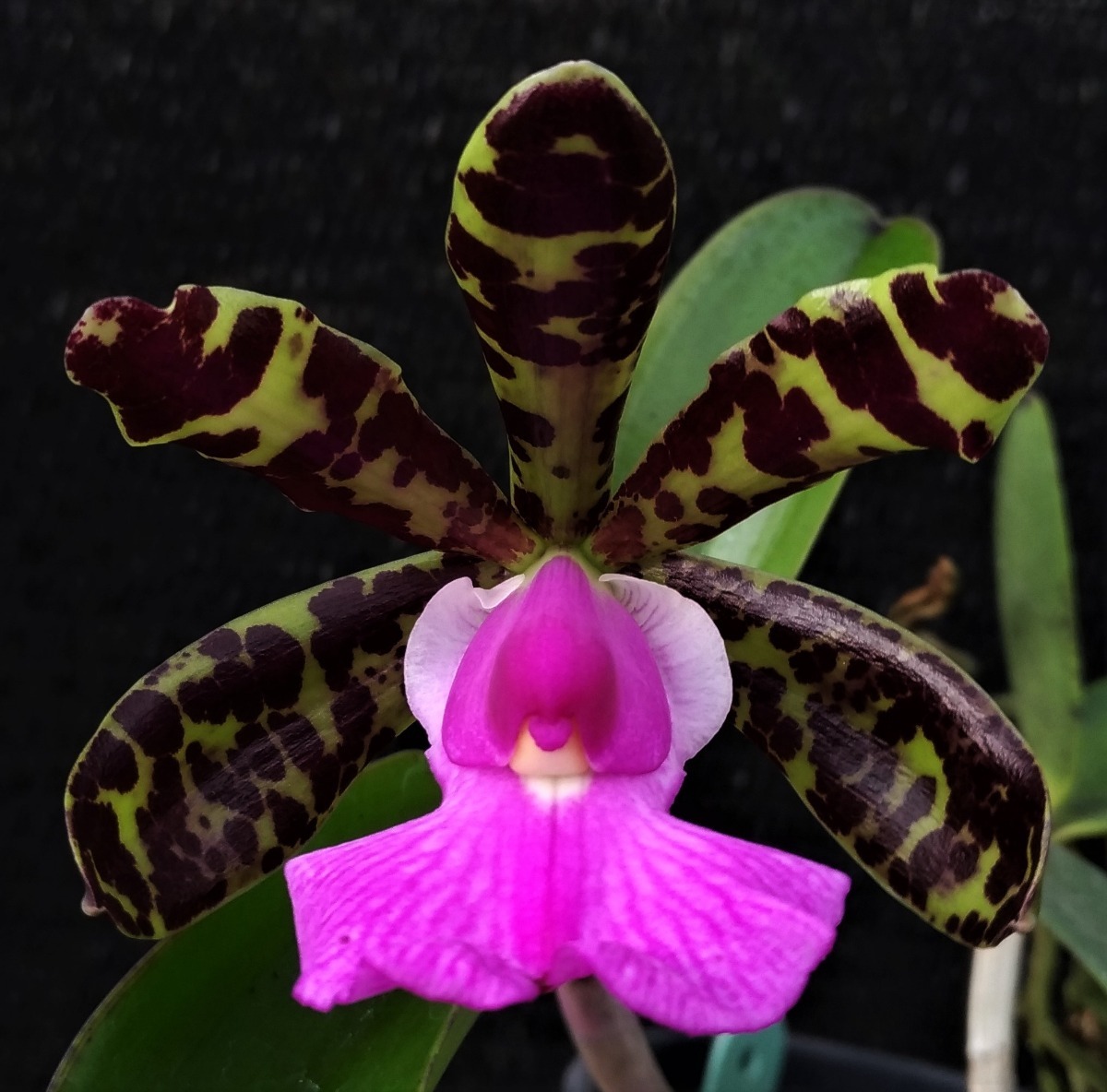 Cattleya Aclandiae