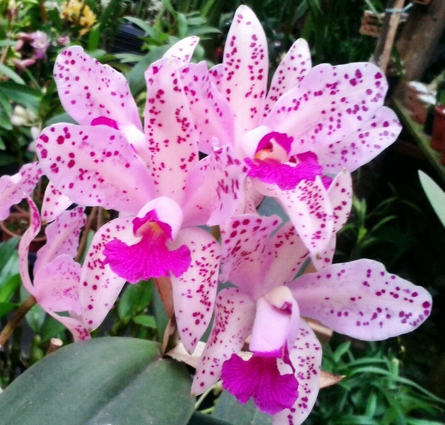 Cattleya Amethystoglossa