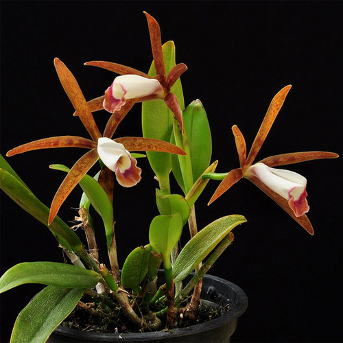 Cattleya Araguaiensis