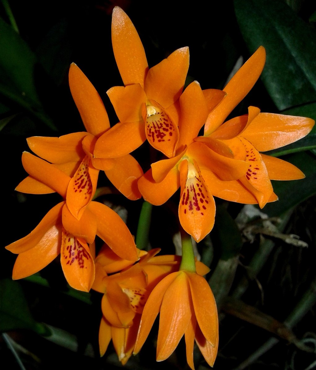 Cattleya Aurantiaca