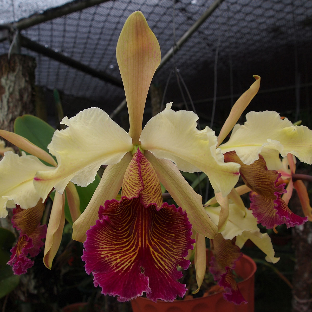 Cattleya Aurea