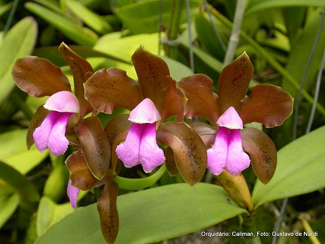 Cattleya Bicolor