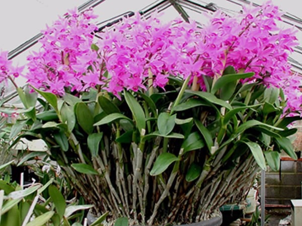 Cattleya Bowringiana