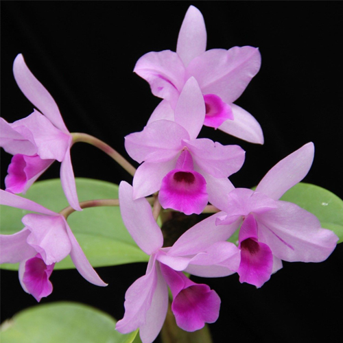 Cattleya Deckeri