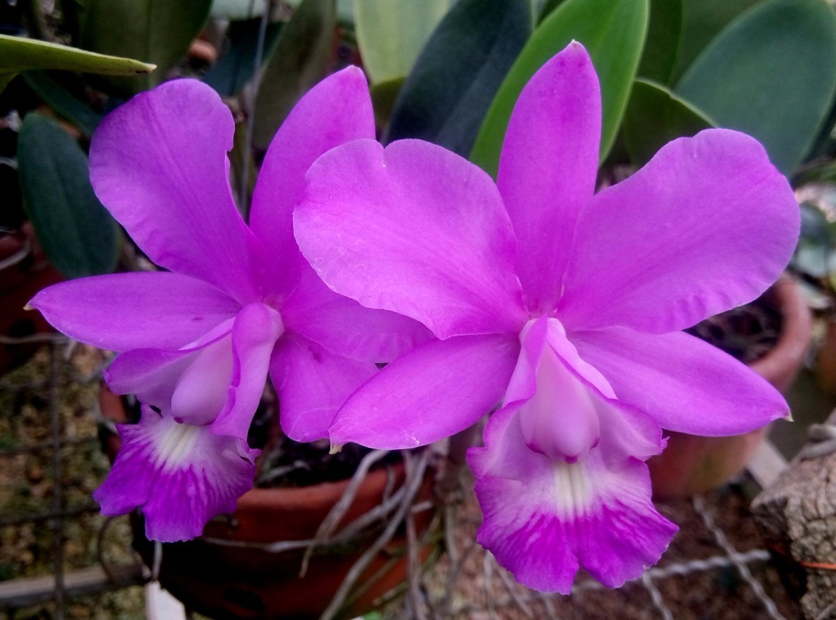 Cattleya Dolosa