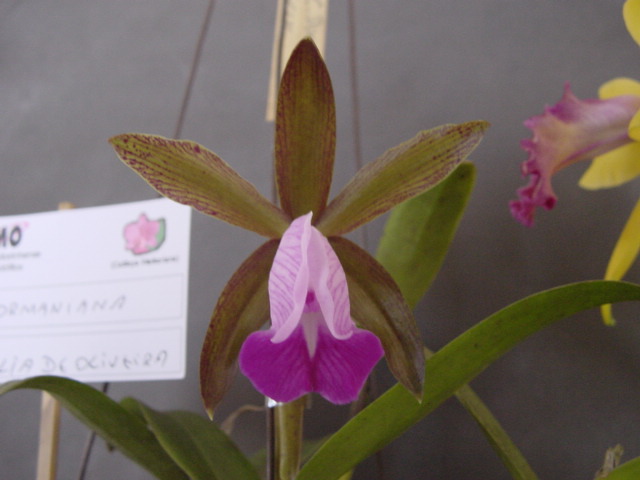 Cattleya Dormaniana