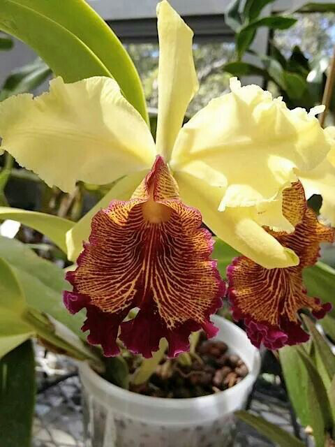 Cattleya Dowiana