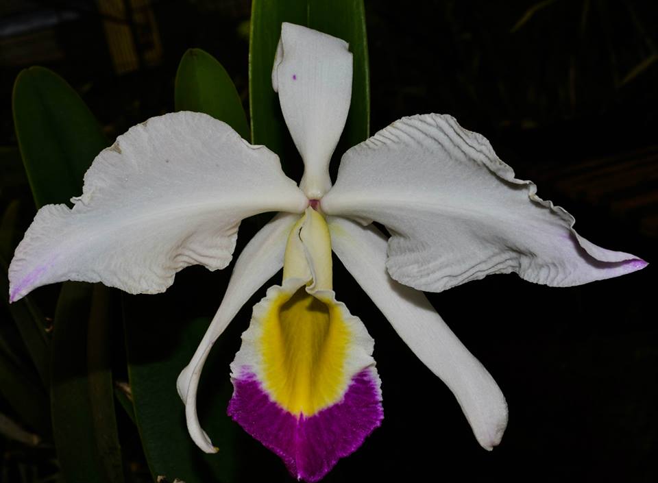 Cattleya Eldorado