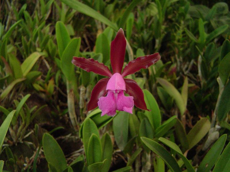  Cattleya Elongata