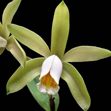 Cattleya Forbesii