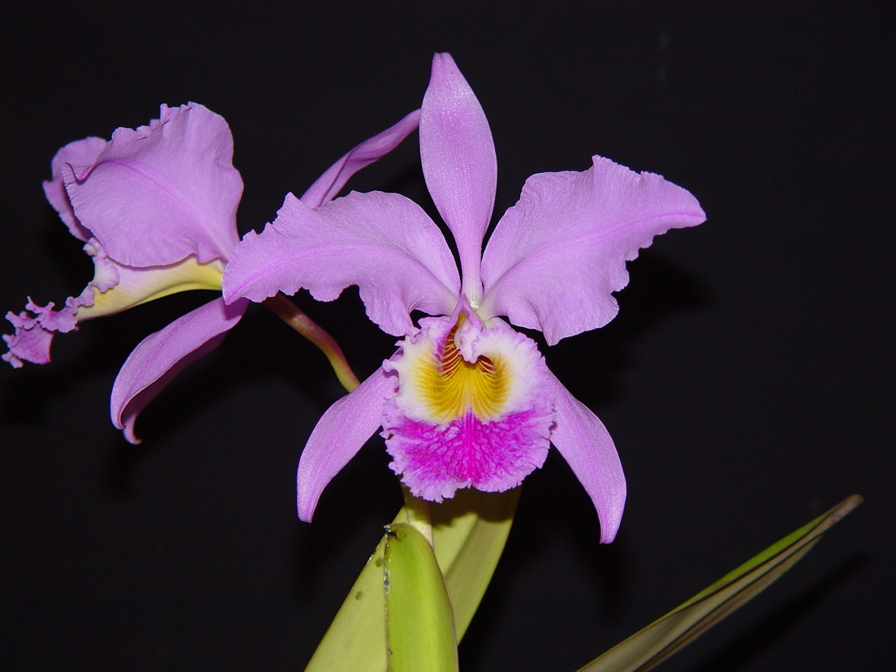 Cattleya Gaskelliana