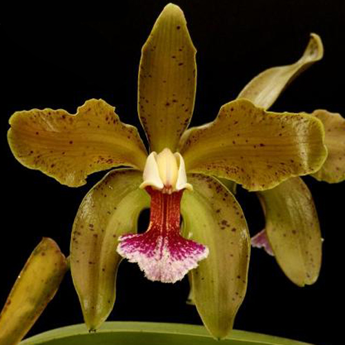 Cattleya Granulosa