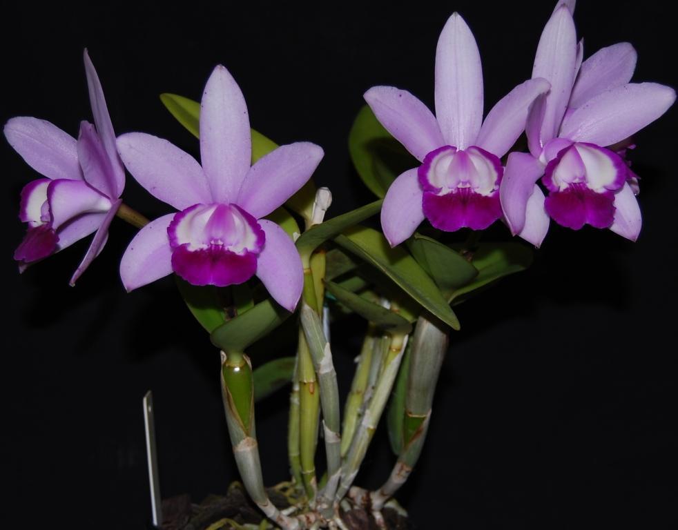 Cattleya Intermedia