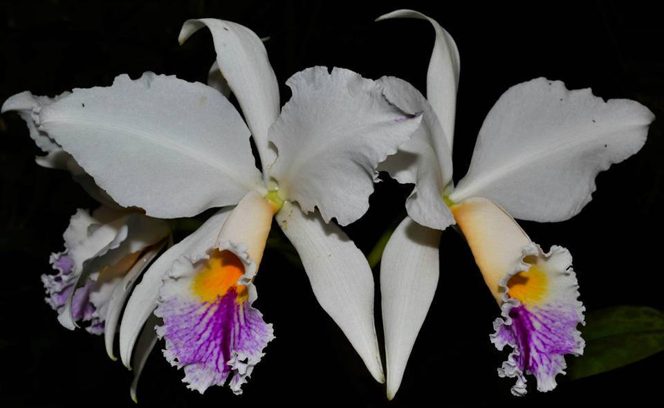 Cattleya Jenmanii