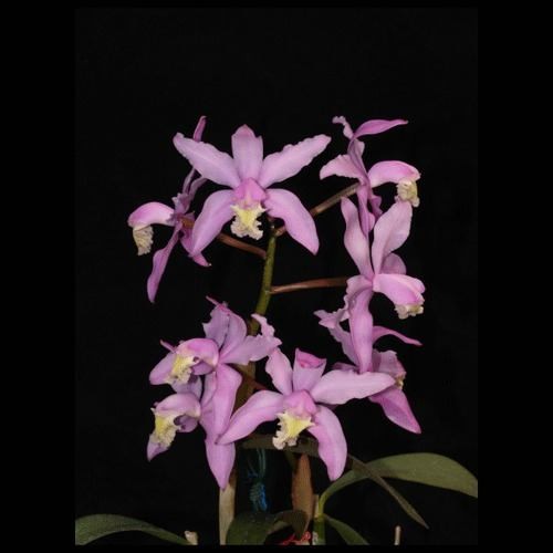 Cattleya Kerrii