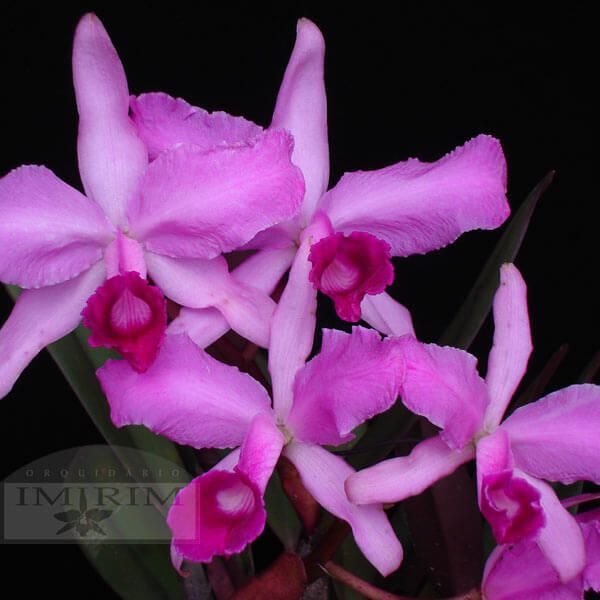 Cattleya Lawrenceana