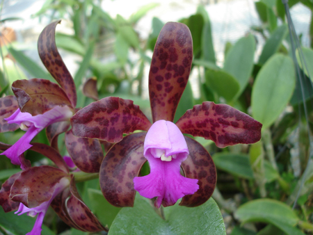 Cattleya Leopoldii