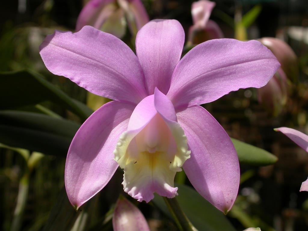 Cattleya Loddigesii