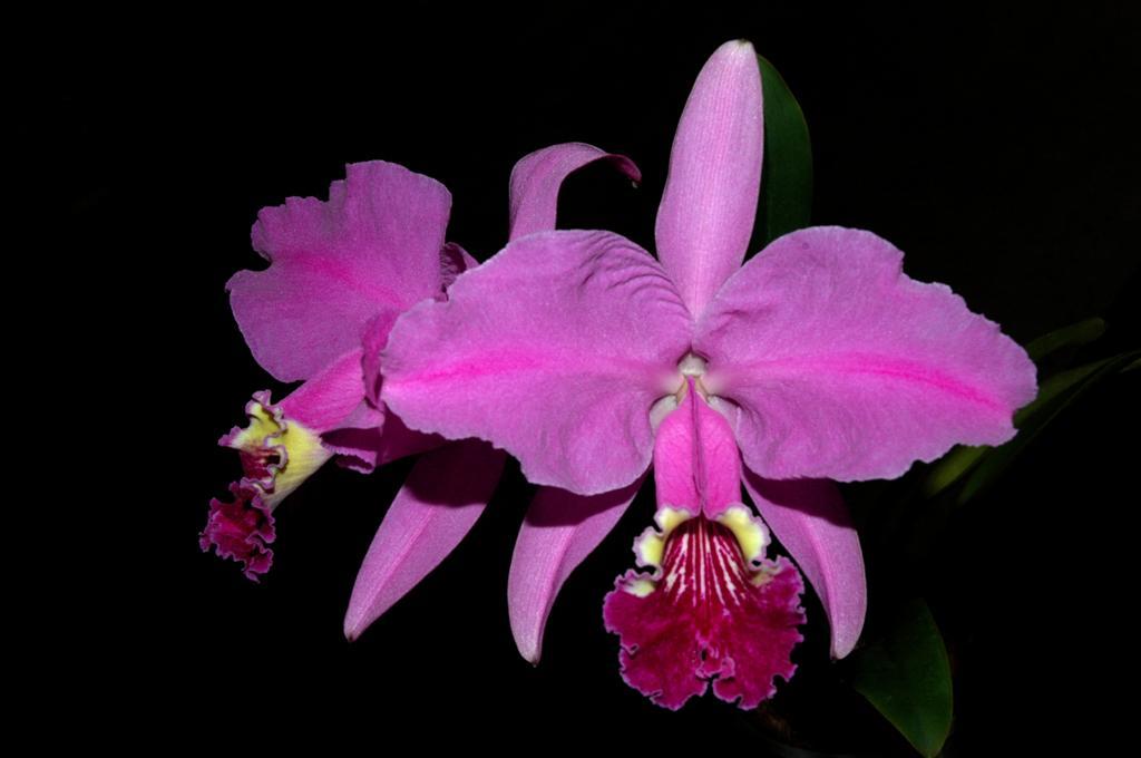 Cattleya Lueddemanniana