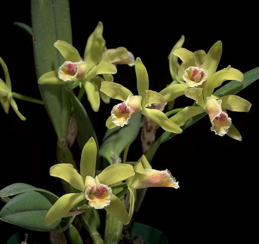 Cattleya Luteola