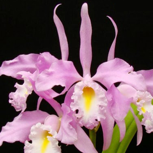 Cattleya Maxima