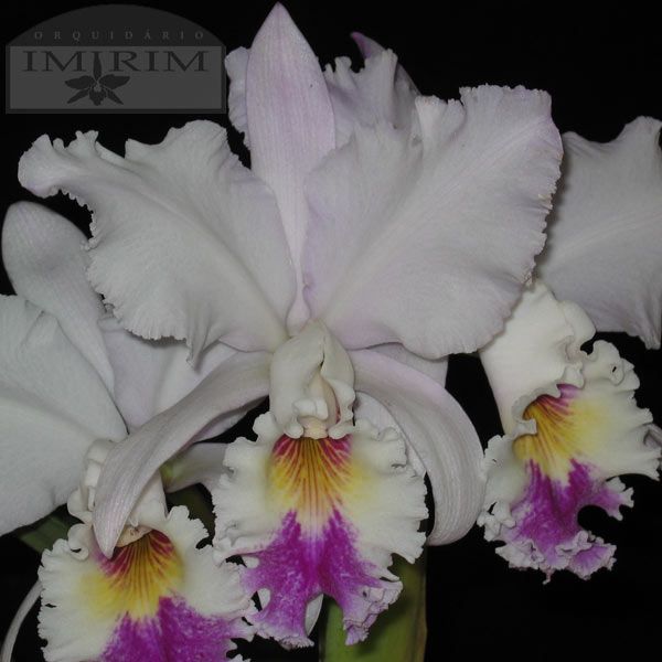 Cattleya Mendelii