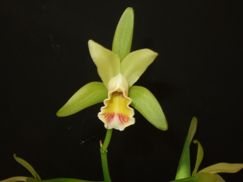 Cattleya Mooreana