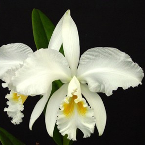 Cattleya Mossiae