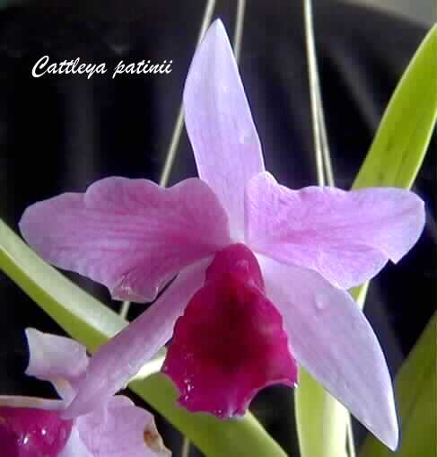 Cattleya Patinii