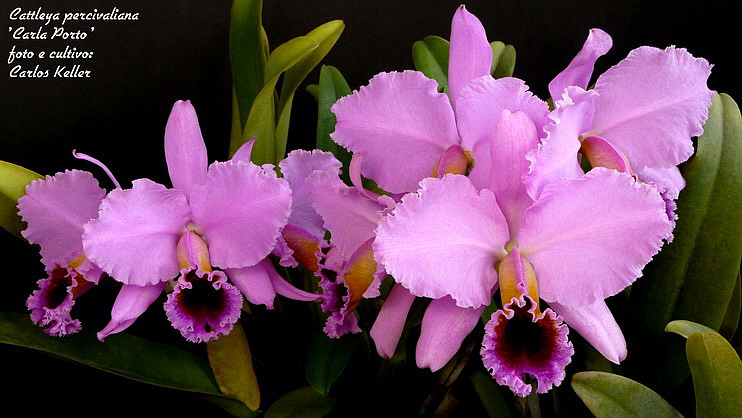 Cattleya Percivilliana