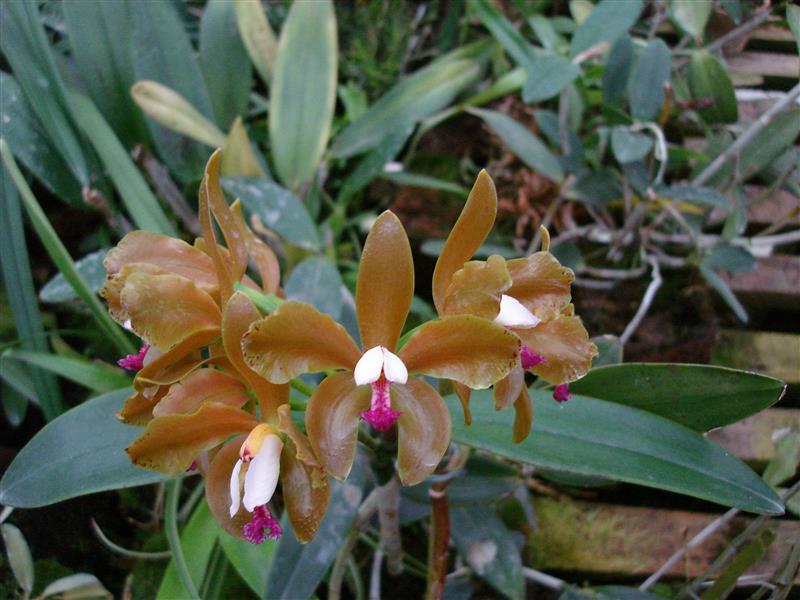 Cattleya Porphyroglossa